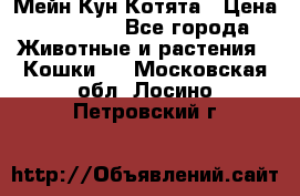 Мейн Кун Котята › Цена ­ 15 000 - Все города Животные и растения » Кошки   . Московская обл.,Лосино-Петровский г.